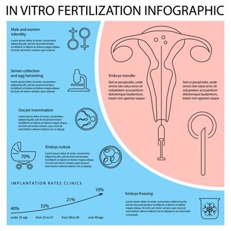 100000 In Vitro Fertilization Vector Images Depositphotos