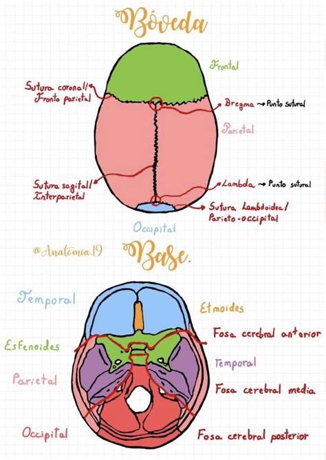 Bóveda y base del cráneo Anatomía Anatomía médica Anatomía de la cabeza