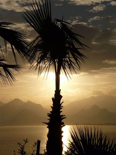 Hd Wallpaper Silhouette Photo Of Coconut Tree Beside The Body Of Water