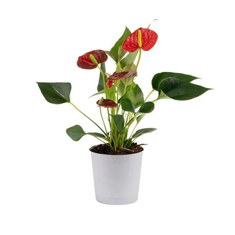 Reviews For Costa Farms Blooming Anthurium Indoor Plant In 4 In White