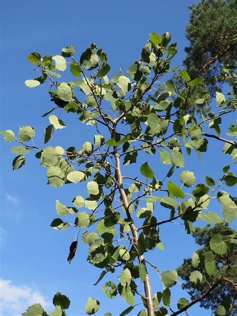 Populus Tremula Aspen Common Aspen Eurasian Aspen European Aspen