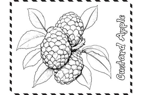 Custard Apple Coloring Pages For Kids Graphic By Mycreativelife