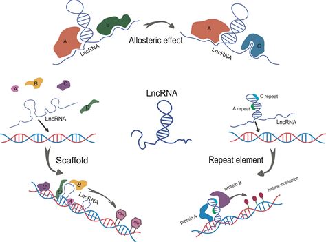 Ijms Free Full Text Lncrna Structural Characteristics In Epigenetic