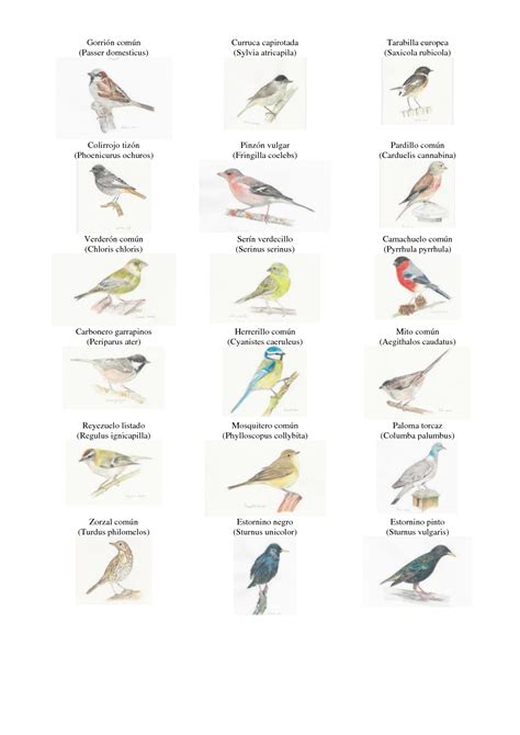 Solution Laboratorio Iii Identificaci N De Aves Studypool