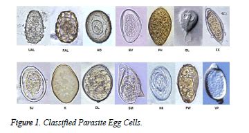 Classification Of Parasite Egg Cells Using Gray Level Cooccurence