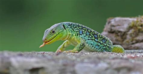 Salamander Vs Lizard Whats The Difference A Z Animals