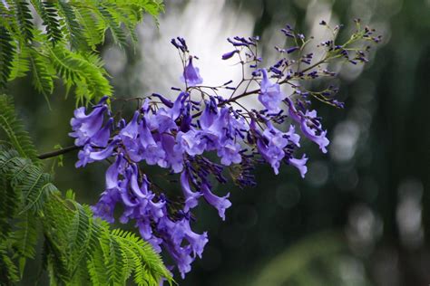 Jacaranda Tree - Gardenerdy