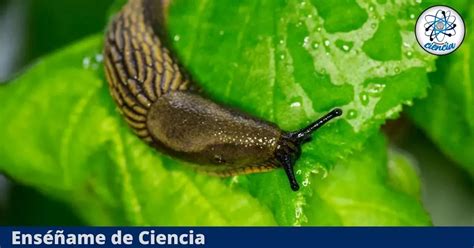 Cómo ahuyentar caracoles y babosas de tu huerto el ingrediente secreto