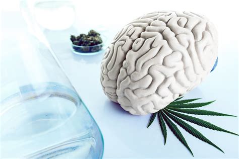 ¿cómo Afectan Las Drogas Tu Cerebro