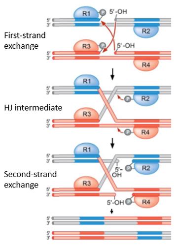 DNA Recombination Week 3 Replication And Recombination Lecture