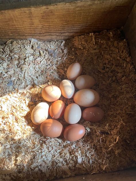 backyard chicken eggs | Chickens backyard, Backyard chickens eggs ...