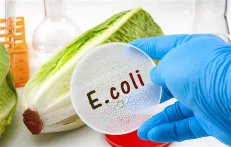 There's a good E. coli? Researchers say one strain can actually help fight infections