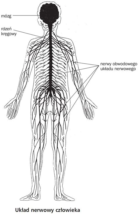 Regulacja nerwowo hormonalna budowa układu nerwowego Biologia