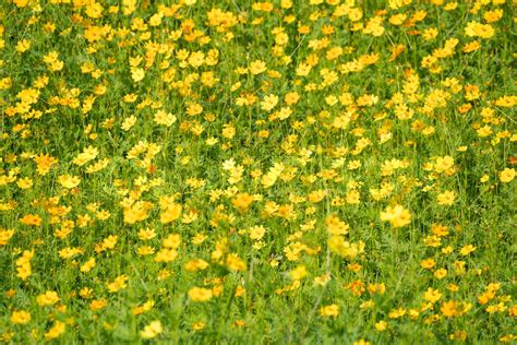 Yellow Cosmos Flowers Background Stock Image Colourbox