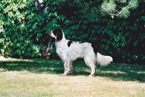 Chien Epagneul Fran Ais Tr Ch Patoun De La Croix Des Chatres