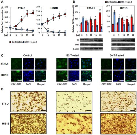 Effects Of Sex Hormone Treatments On Cav1 Expression In 3t3 L1 And