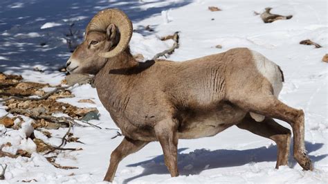 Discover the 8 Official State Animals of Colorado - A-Z Animals