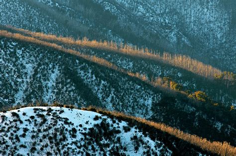 Late Light Illuminates The Snow Eucalypt Along The Ridges Below Mt