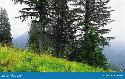 Schitterend Berglandschap Met Bomen En Een Broedplaats Voor De Fogische