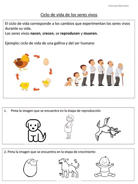 Ciclo De Vida De Los Seres Vivos Profesocial