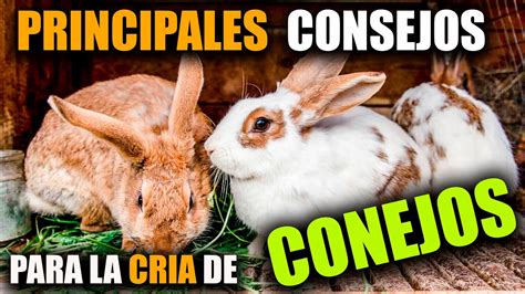 Como Criar Conejos En Casa Para Negocio Desde Cero Guia Completa