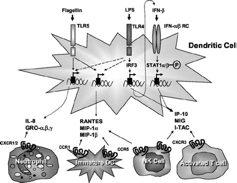 Model Of TLR5 Vs TLR4 Induced Chemokine Production In Human DCs