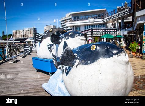 Shimonoseki, Yamaguchi / JAPAN - Aug 14 2020 : Fugu puffer fish ...