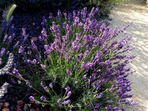 Lavandula Angustifolia Lavande Naine Peter Pan Pépinières Quissac