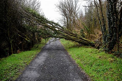 Fallen Tree Along Letfern Road Kenneth Allen Geograph Britain