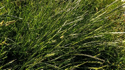 Plantas Forrageiras o que é e conheça as características