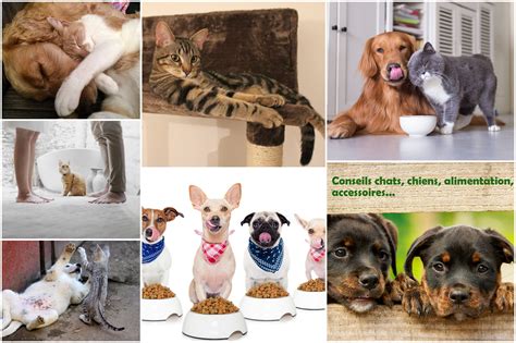 La Rubrique Conseils Et Astuces Chiens Et Chats Votre Nouveau Rendez