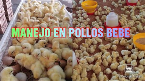 Tips Para La Buena Crianza De Pollos Bebe Youtube