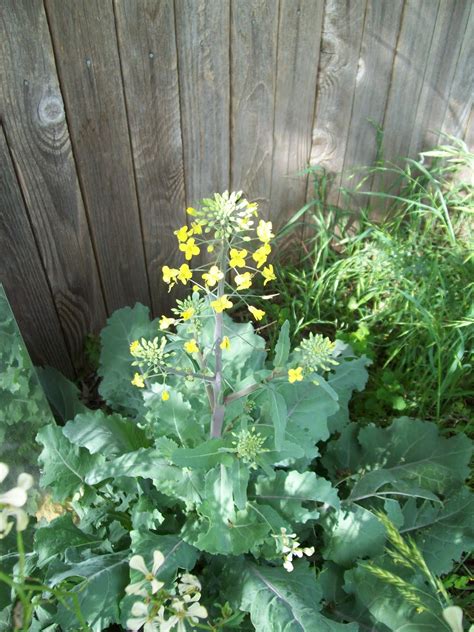 Gardeners Watch Flowering