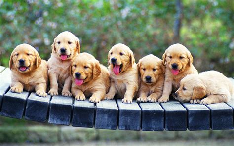 Cute Golden Retriever Puppies Wallpaper