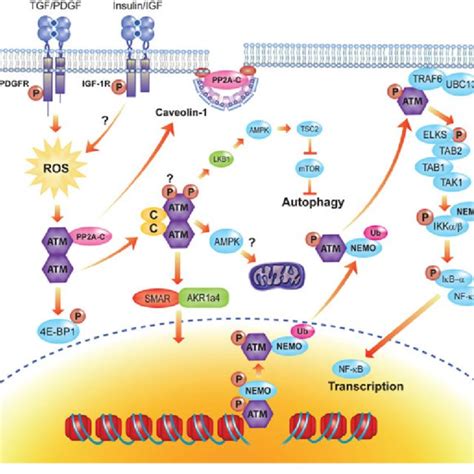 Atm Kinase Structure And Post Translational Modifications A Schematic