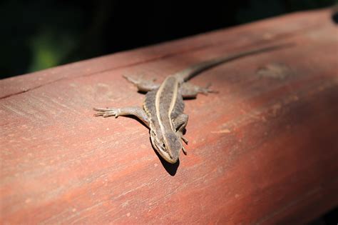 Lézard Animal Reptile Les Photo gratuite sur Pixabay Pixabay