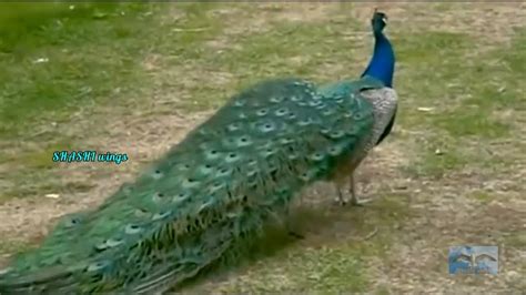 Beautiful Peacock Dance Youtube