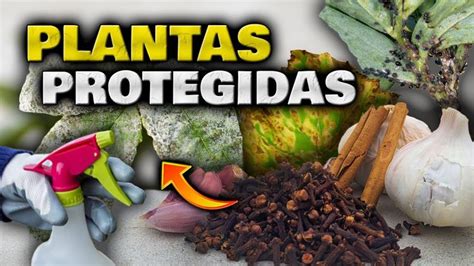 DOS En UNO APLICA Este FUNGICIDA E INSECTICIDA CASERO Para Plantas Y