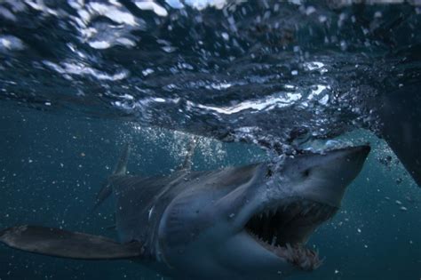 Long Island Anglers Crap Their Pants When A Large Mako Shark Jumps On ...