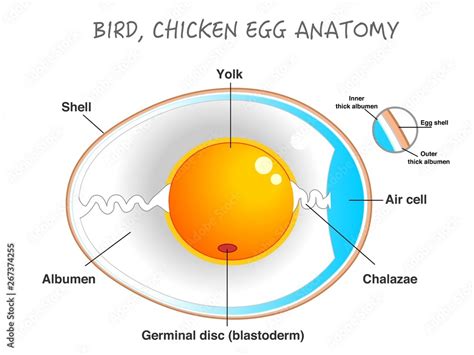 Bird Chicken Egg Anatomy Egg Embryo Anatomy Section Bird Chicken Egg Structure Detailed