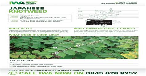 Pdf Japanese Knotweed Identification Sheet Pdfslidenet