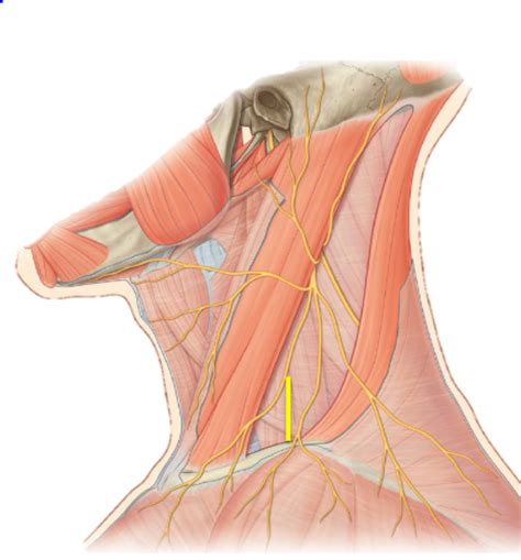 Posterior Triangle Of The Neck Nervous Supply Diagram Quizlet