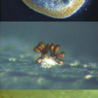 Fruiting bodies of the myxobacteria S. cellulosum (top, photography by ...