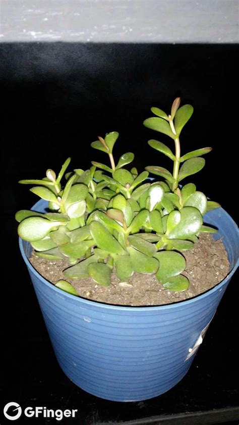 Jade Crassula Ovata Compacta Frajille Jade Crassula Ovata