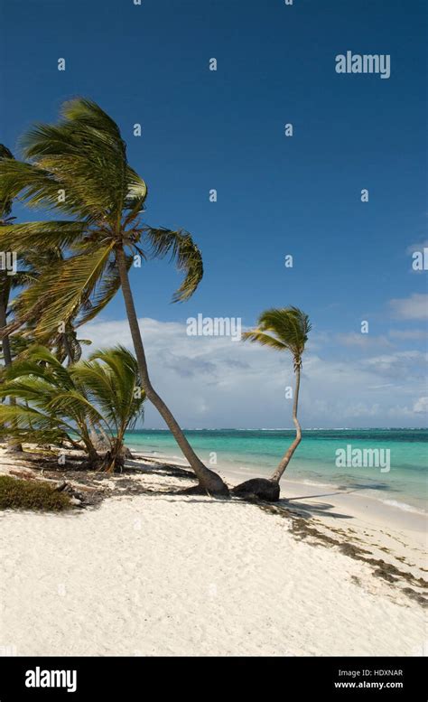 Palm Beach Con Arena Blanca Y Palmeras De Coco Cocos Nucifera Punta