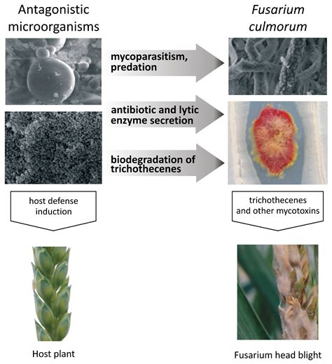 Toxins Free Full Text Microbial Inhibition Of Fusarium Pathogens