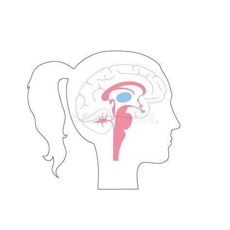 Vector Illustration Of Woman Brain Anatomy Stock Vector Illustration