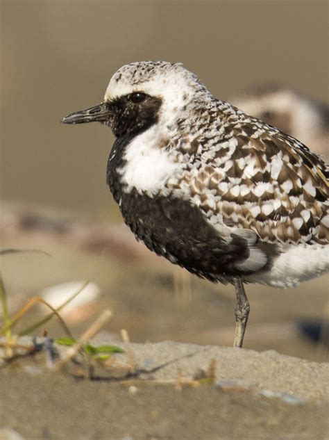 Black Bellied Plover John James Audubons Birds Of America