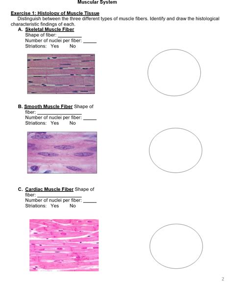 Lab Manual Chapter Muscular System Page Diagram Quizlet