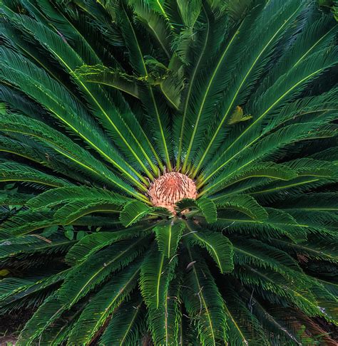 Glowing Cycad Plant Photograph By Gary Slawsky Fine Art America